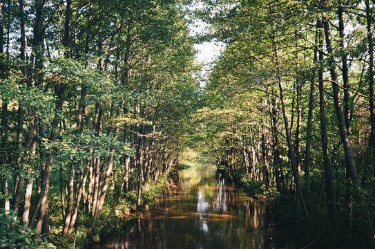 Green trees near river in forest