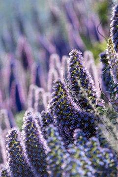 Purple Lupin wildflowers in San Francisco