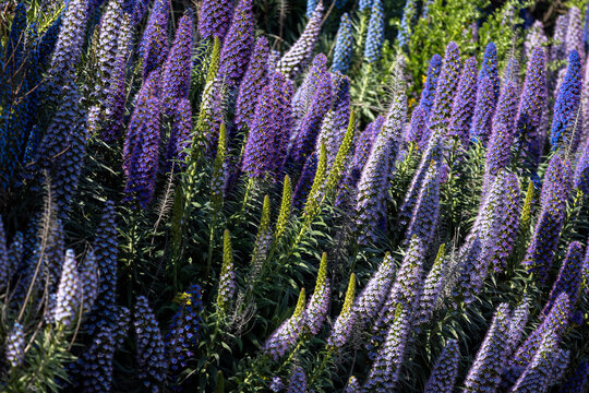 Purple Lupin wildflowers in San Francisco