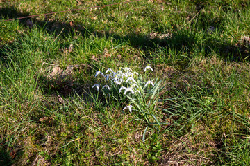 Snowheads bloom in spring. Beautiful blooming in the grass at sunset. A delicate snowflake is one of the symbols of spring. (Amaryllidaceae - Galanthus nivalis)