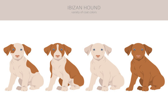 Ibizan hound puppy clipart. Different poses, coat colors set