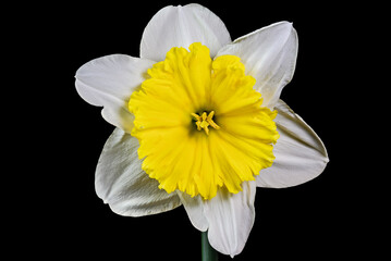 Yellow colored Narcissus or daffodil against a black background. It is a genus of spring flowering perennial plants of the amaryllis family, Amaryllidaceae.  © Michael