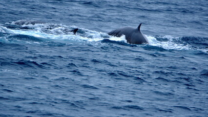 Dorsal fin of a fin whale (Balaenoptera physalus) off Elephant Island, Antarctica