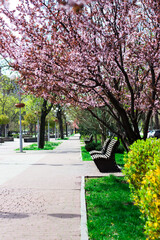 Beautiful alley with benches against the background of cherry blossoms