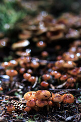 Lots of ripe mushrooms in the wild, food, produce, mushrooms. Vertical orientation.