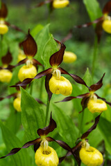 Obraz premium A group of flowering Lady's-slipper orchids in a lush environment in Oulanka National Park, Northern Finland 