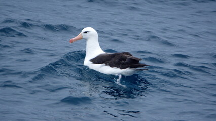 Black-browed albatross (Thalassarche melanophris) swimming on the surface, off Elephant Island,...