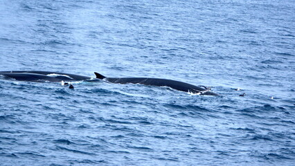 Fin whales (Balaenoptera physalus) off Elephant Island, Antarctica