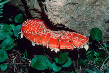 Fly agaric, Amanita muscaria, contains muscarine which is both poisonous and hallucinogenic.....