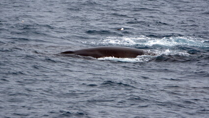 Fototapeta premium Fin whale (Balaenoptera physalus) off Elephant Island, Antarctica