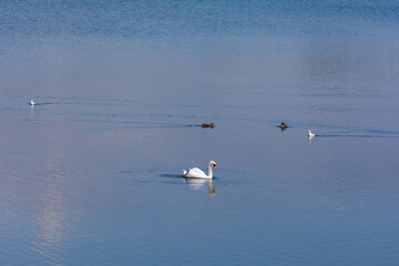 A swan swims in the water