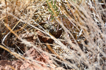 A lizard in the wild
