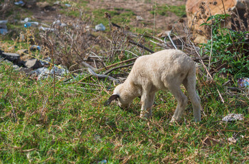 Naklejka na ściany i meble A small lamb in the process of eating grass got carried away and approaches cliff with garbage. Dangerous situations concept, we get carried away with a pleasant activity for us, missing danger