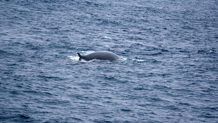 Dorsal fin of a fin whale (Balaenoptera physalus) off Elephant Island, Antarctica