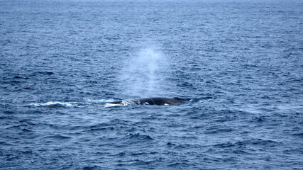 Fototapeta premium Fin whale (Balaenoptera physalus) blowing off Elephant Island, Antarctica