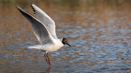 An adult black-headed gull (Larus ridibundus) in summer plumage lands on the water surface - 759112634