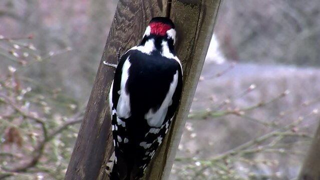 Das Buntspecht M&auml;nnchen klopft einen Kern in einen Holzspalt (Gro&szlig;aufnahme, bewegte Kamera)