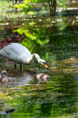 A family of white swans. Swans and their little swans. Beautiful waterfowl