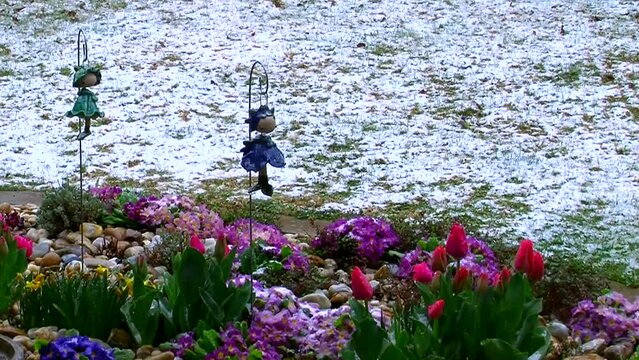 Fr&uuml;hlingsschnee f&auml;llt auf die bl&uuml;henden Gartenblumen