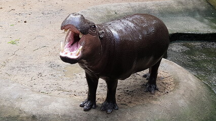 Funny mini hippopotamus in the open air