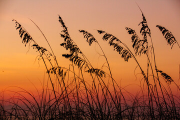 Sea oats at the beach at sunrise