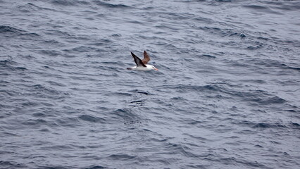 Black-browed albatross (Thalassarche melanophris) in flight above the Southern Ocean, off Elephant Island, Antarctica