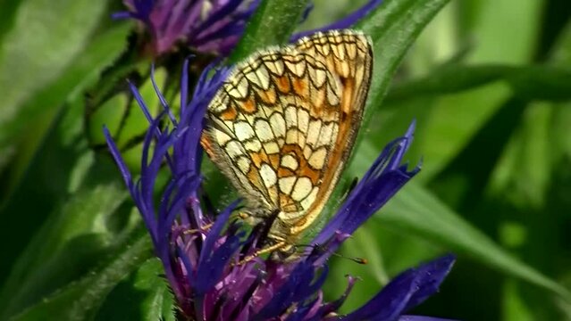 Der Scheckenfalter saugt Nektar von der Kornblume (Gro&szlig;aufnahme)