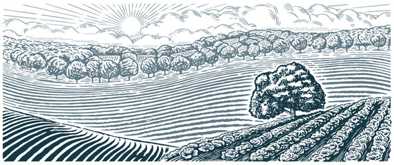 Rural landscape with hills, agriculture field and gardens, illustration hand-drawn in the graphic style. Vector landscape.