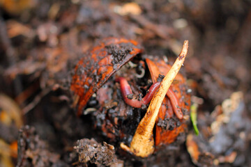 Young worms Eisenia in the walnut