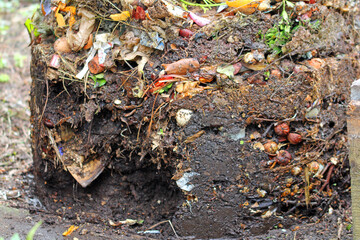 Life in compost. Earthworkers in action.