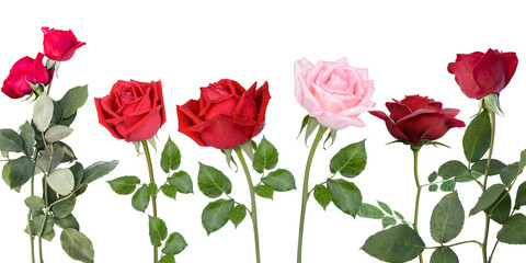 Rose flower transparent background