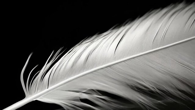 A close-up view of a white feather on a black background. Suitable for various design projects.