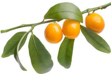 Ripe Kumquats on the Branch with Fresh Leaves against White Background