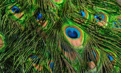 natural texture peacock feathers  