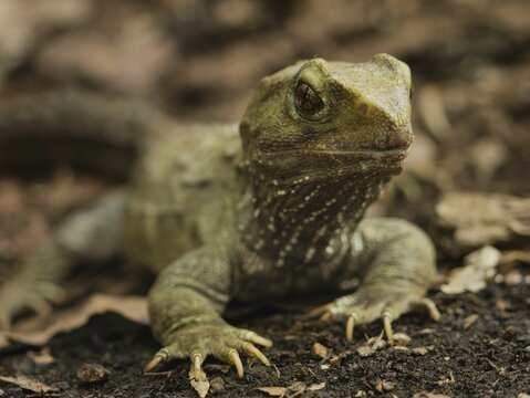 A tuatara in shrubbery during the day. 