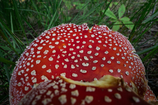 Huge Amanita muscaria toxic mushroom