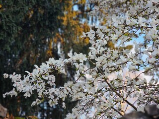 blooming tree