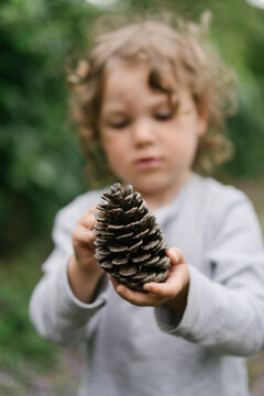 Pine cone in hands of a child