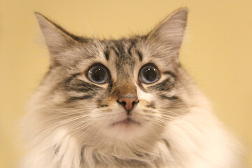 CHAT PORTRAIT 5