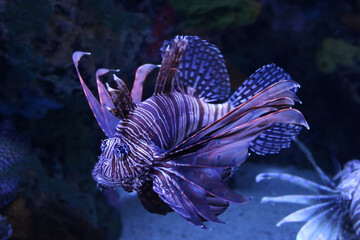 fish in aquarium