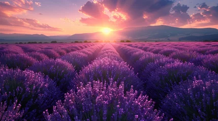 Fotobehang Lavender patterns stretch to the horizon © Phawika