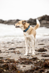 happy dog on the beach