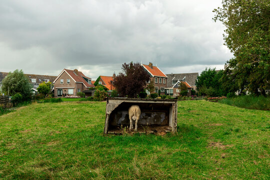Marken landscape during summer