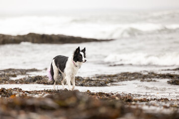 border collie dog on the beach