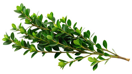 Green boxwood branch. isolated on transparent background.