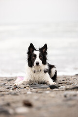 border collie dog on the beach