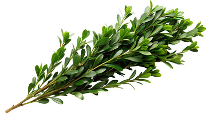Fototapeta premium Green boxwood branch. isolated on transparent background.