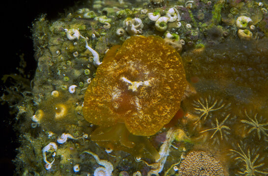 Opistobranch Yellow-plumed sea-slug (Berthella plumula: Pleurobranchidae) in a rockpool Alghero, Capo Caccia, Sardinia, Italy