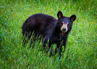 black bear cub