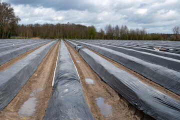 Agriculture in Netherlands, white asparagus fields covered with plastic film in spring, landscape...